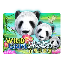 Wild Giant Panda - STORYBET138